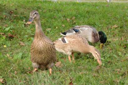 02_hauserhof_tiere_enten.jpg